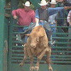 South Douglas Rodeo Bull Riding